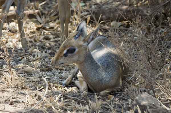 74 - Tanzania - Antilope Dik Dik - parque nacional lago Manyara